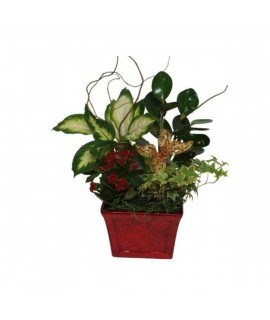 The Christmas garden plant